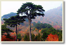 Miaofengshan Mountain + Tanzhe Temple Day Tour